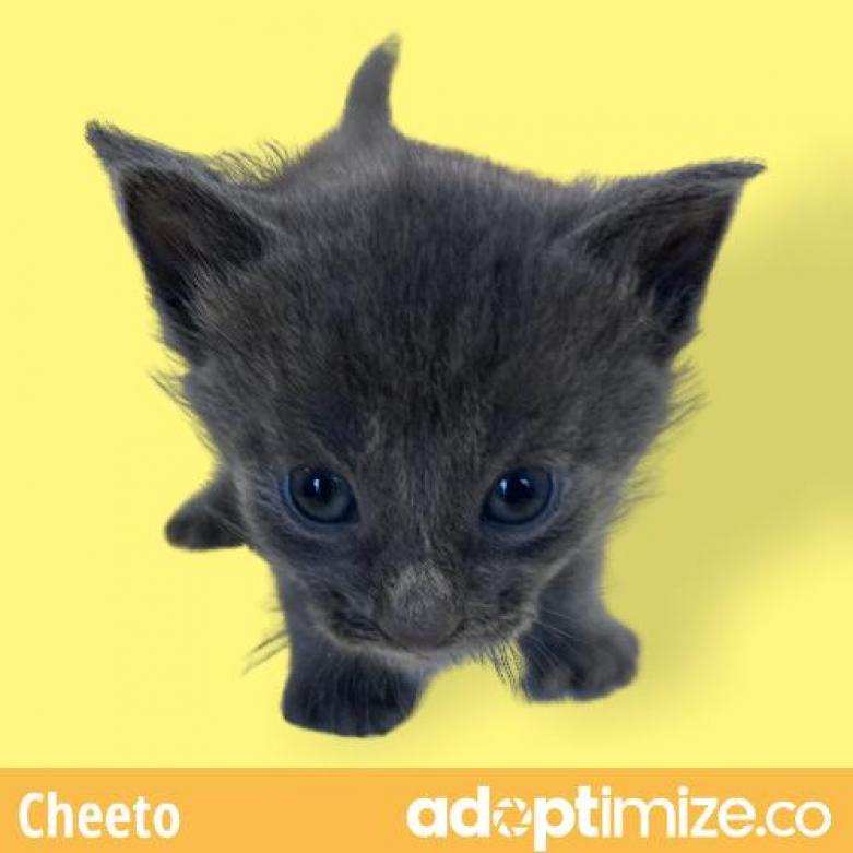 Cheeto