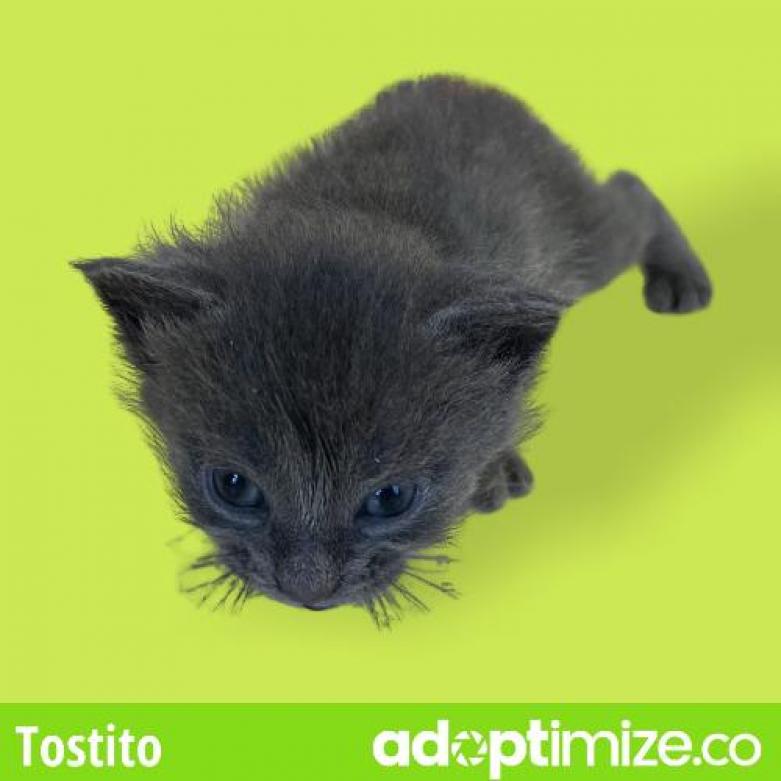 Tostito