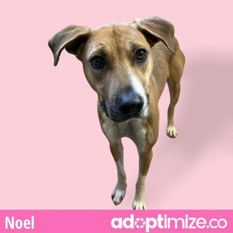 Noel
