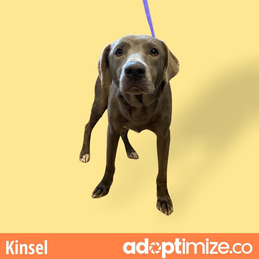 Kinsel
