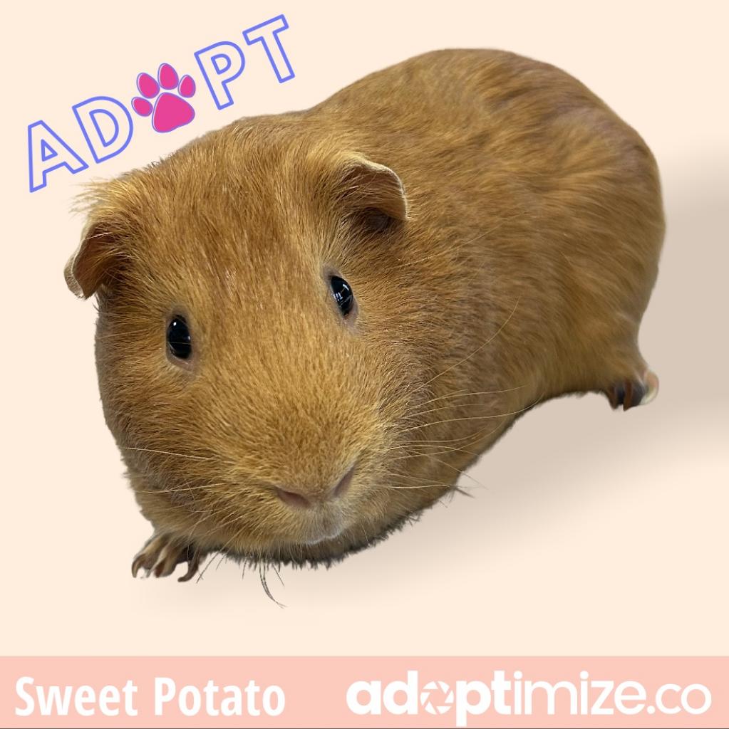 Sweet Potato