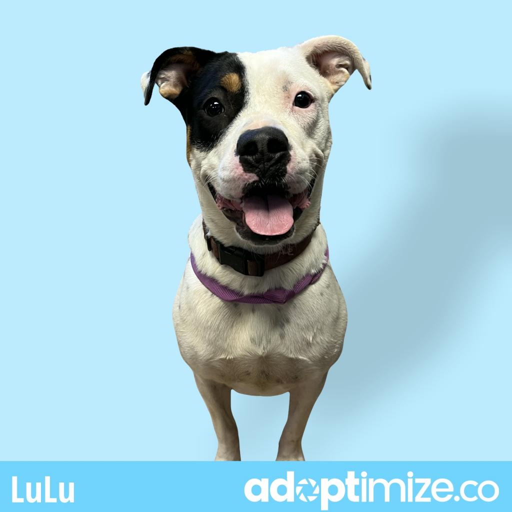 Lu Lu