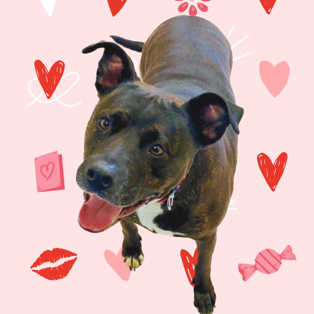 Union county ohio humane society nuance forums
