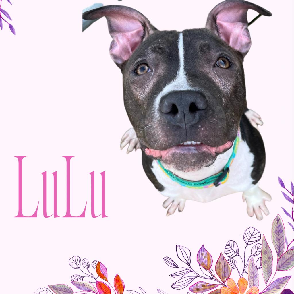 LuLu