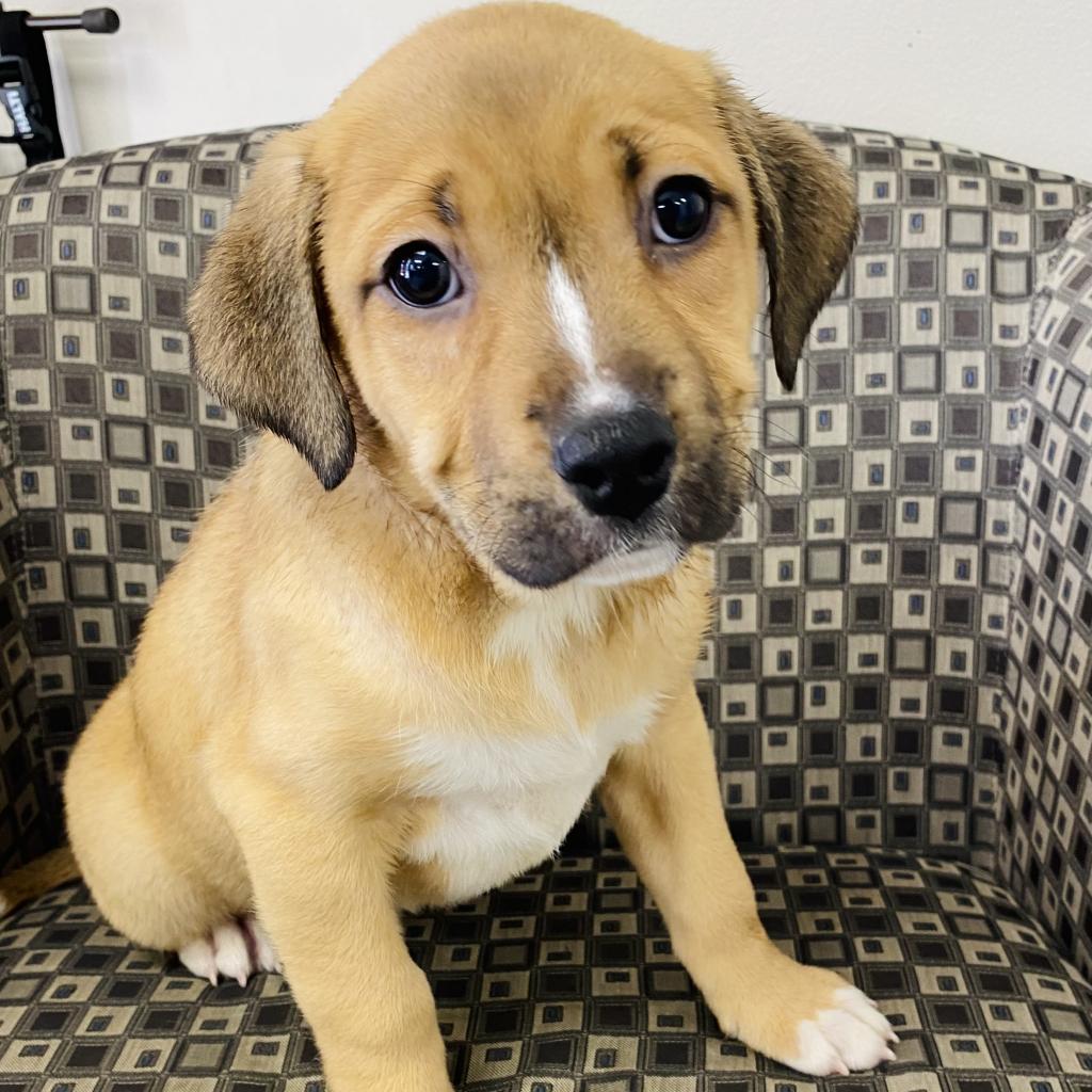Raisinet is Available for Adoption at Union County Humane Society