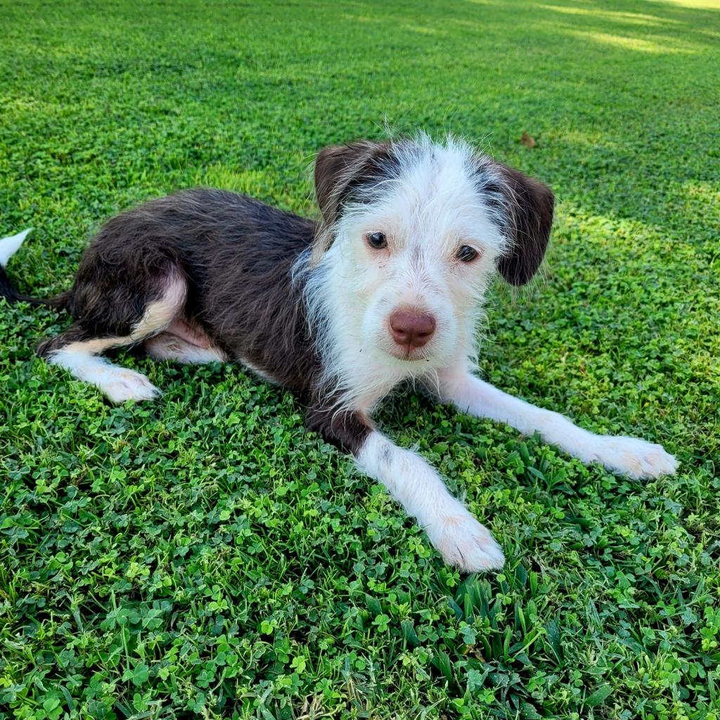 animal compassion team adoptable dogs