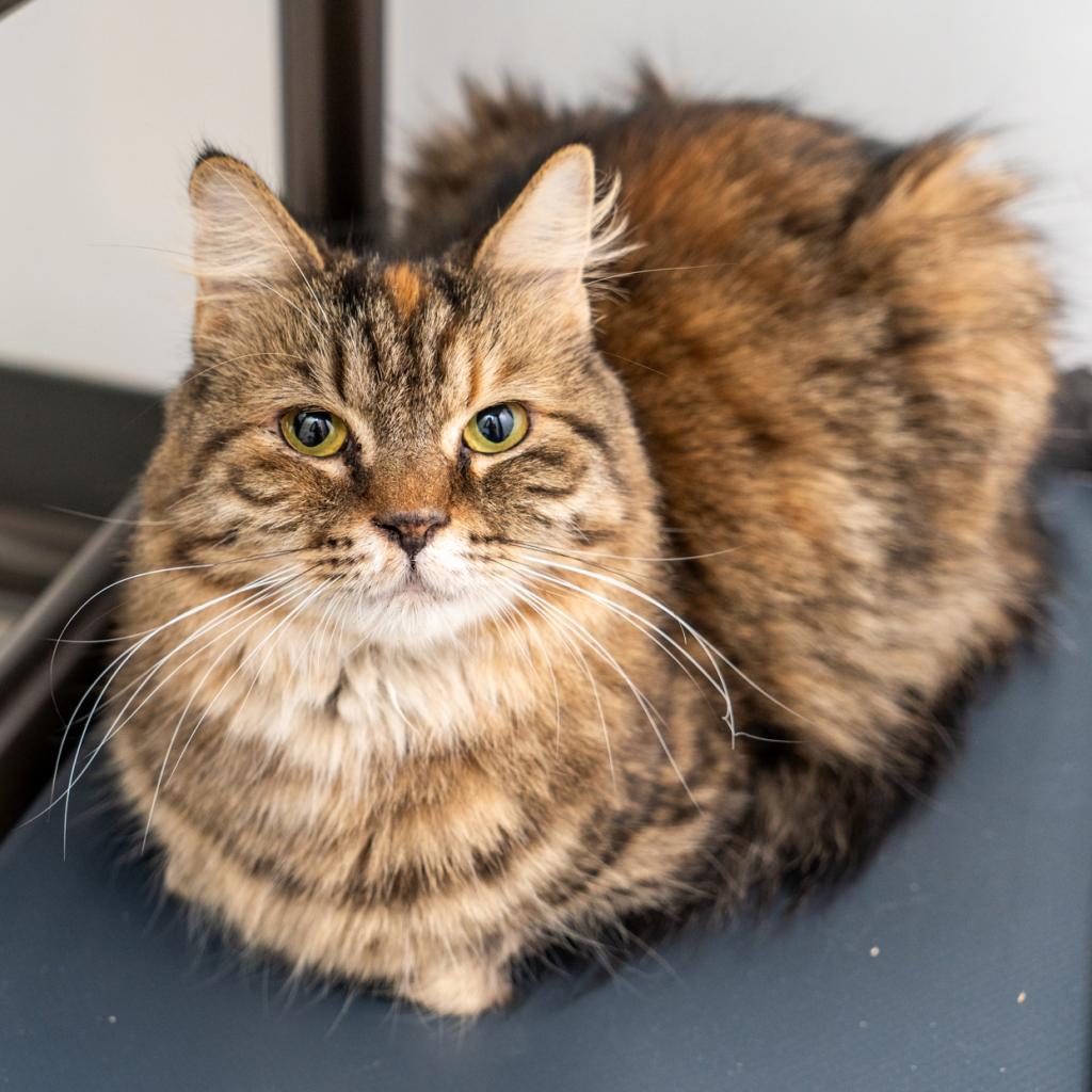 Hermia