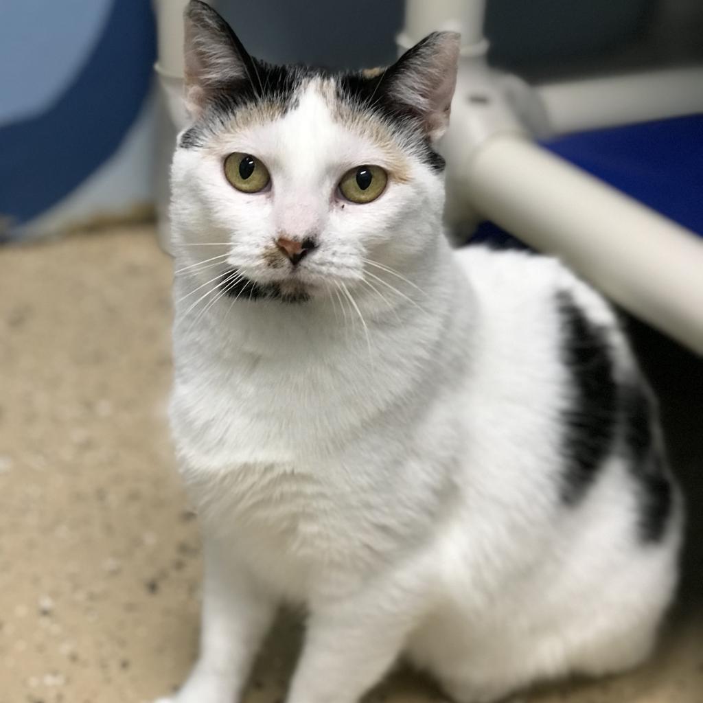humane society northeast iowa