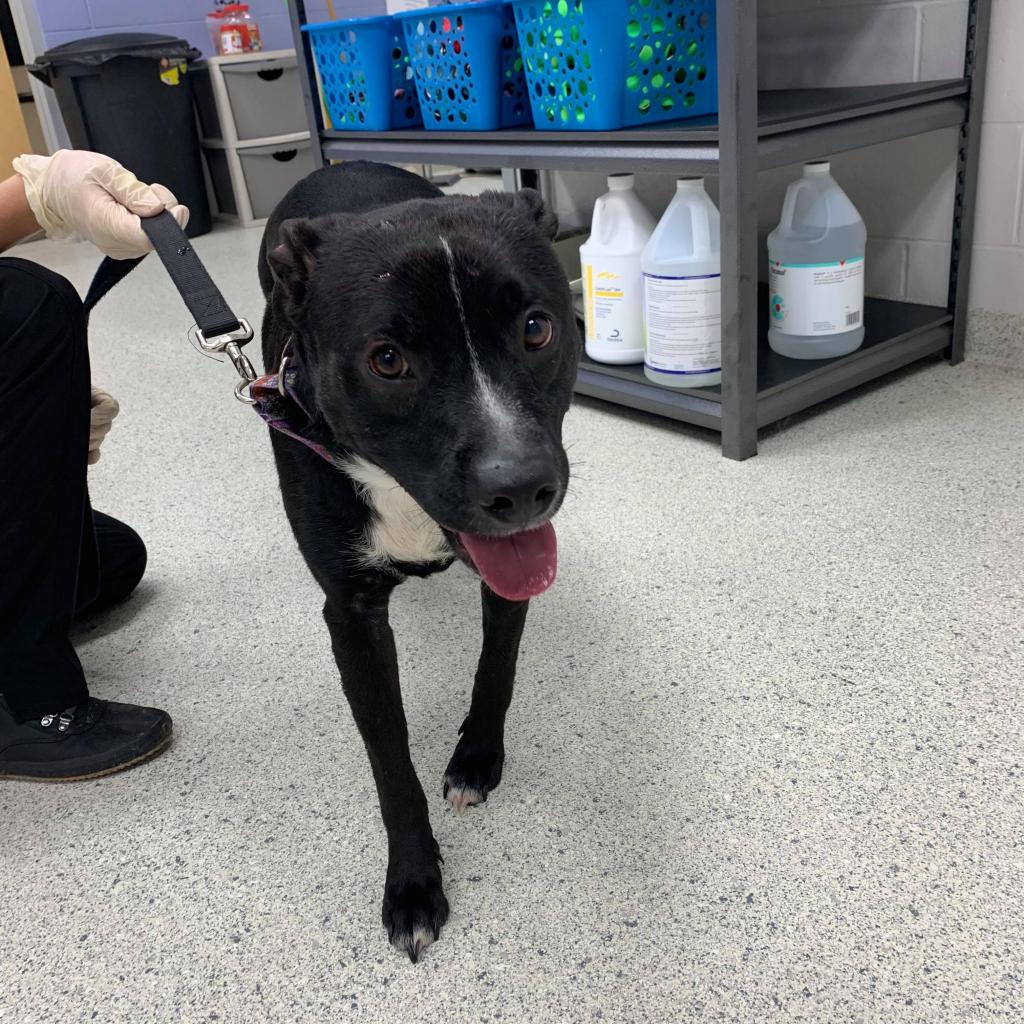 Adopt A Dog Jacksonville Humane Society