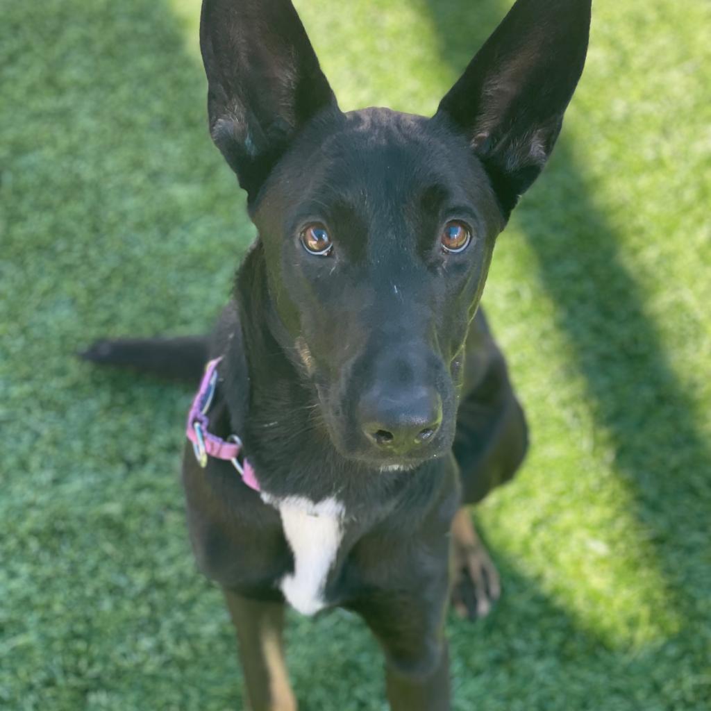 Spice: Female 17 Shepherd/Mix