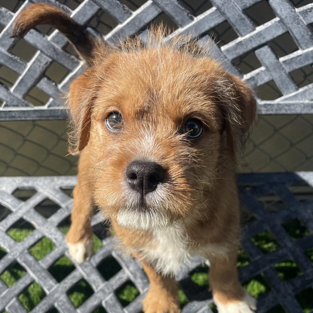 Wikieup: Male 3 Mixed Breed (Small)