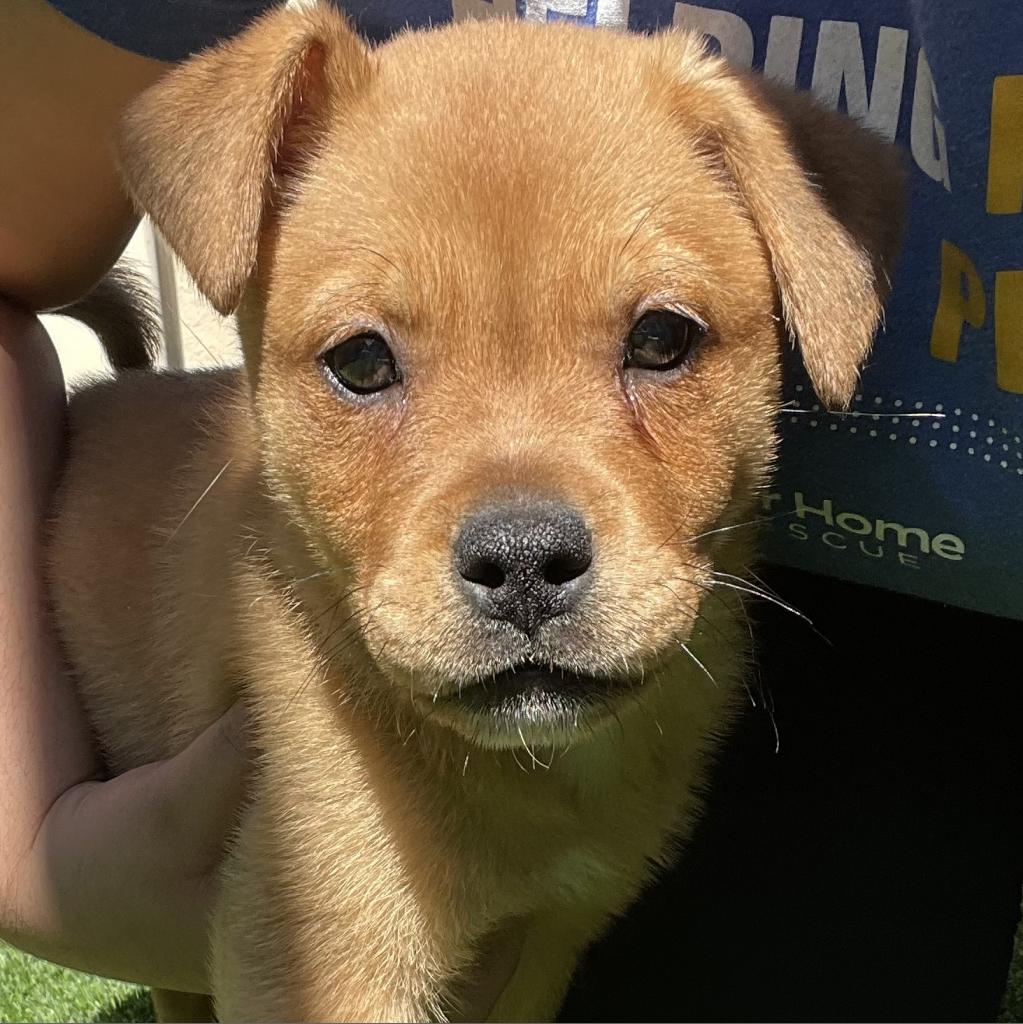 Chandler: Male 3 Mixed Breed (Small)