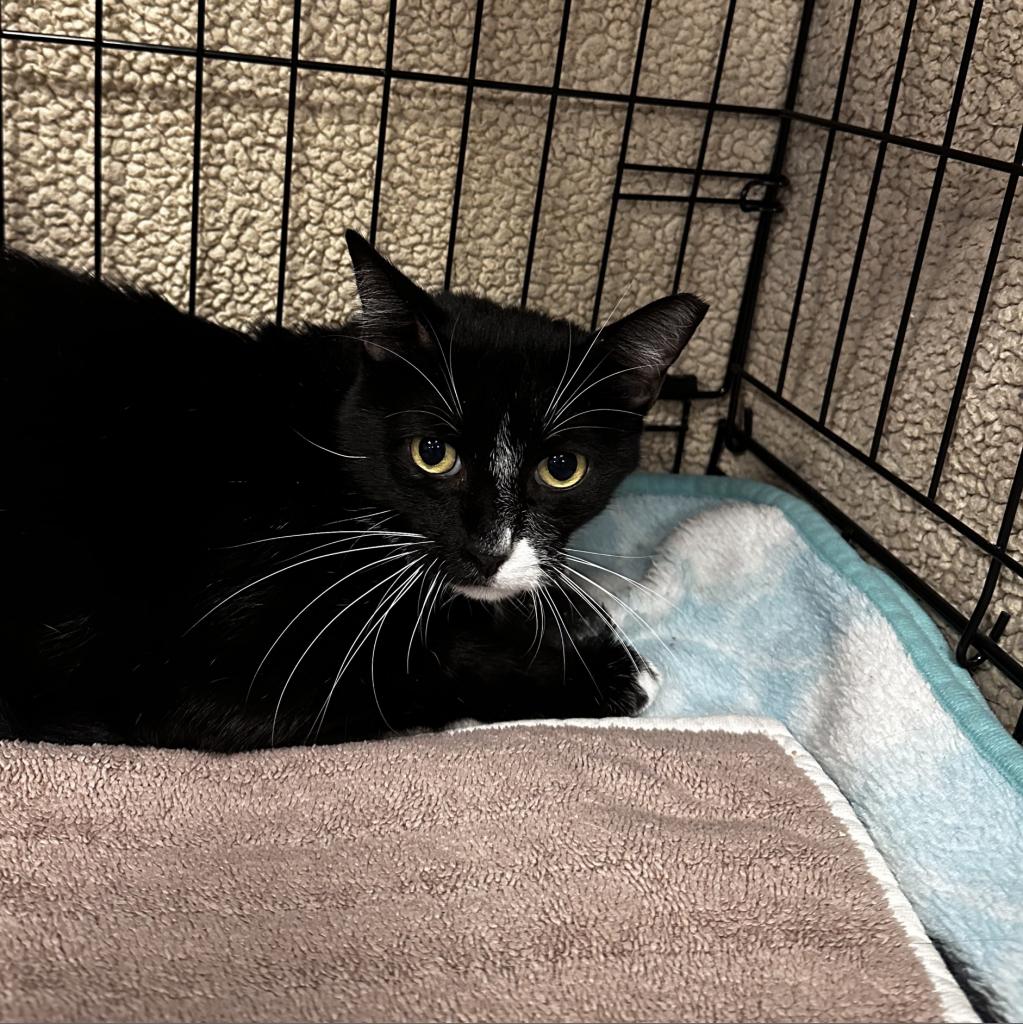 Pan: Male 49 Domestic Shorthair