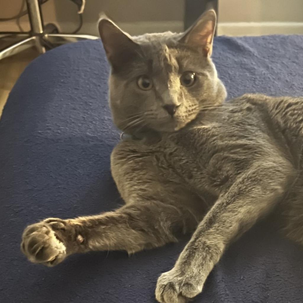 Antonio Banderas: Male 24 Russian Blue/Russian Blue
