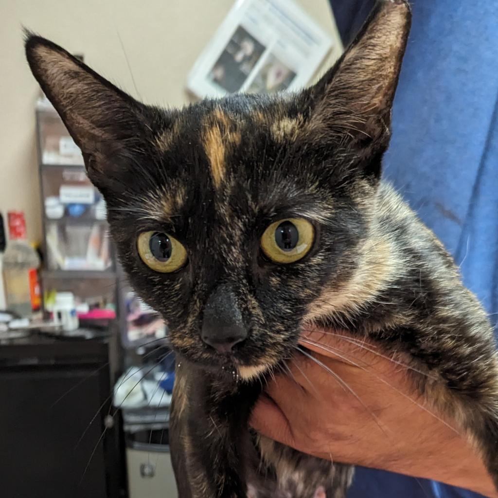 Kitty Clover picture #5