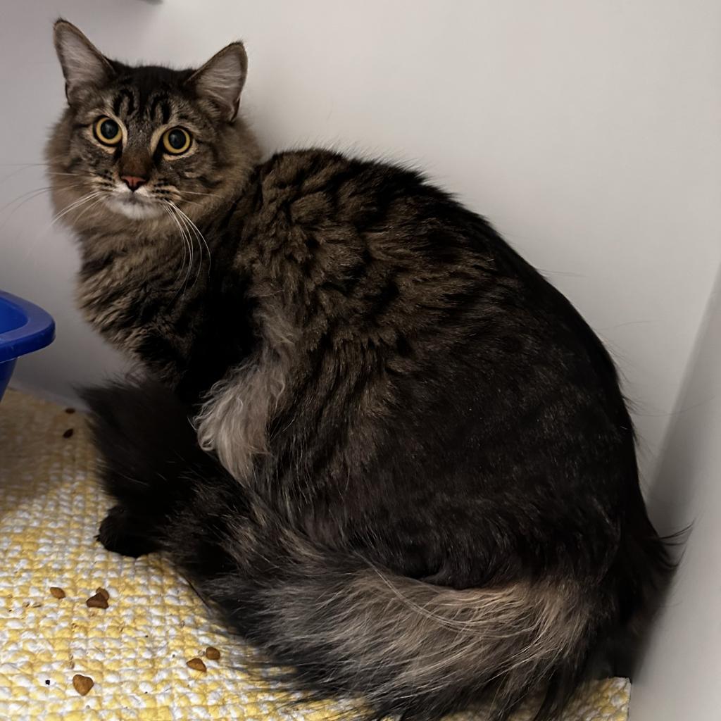 Domestic store longhair cat