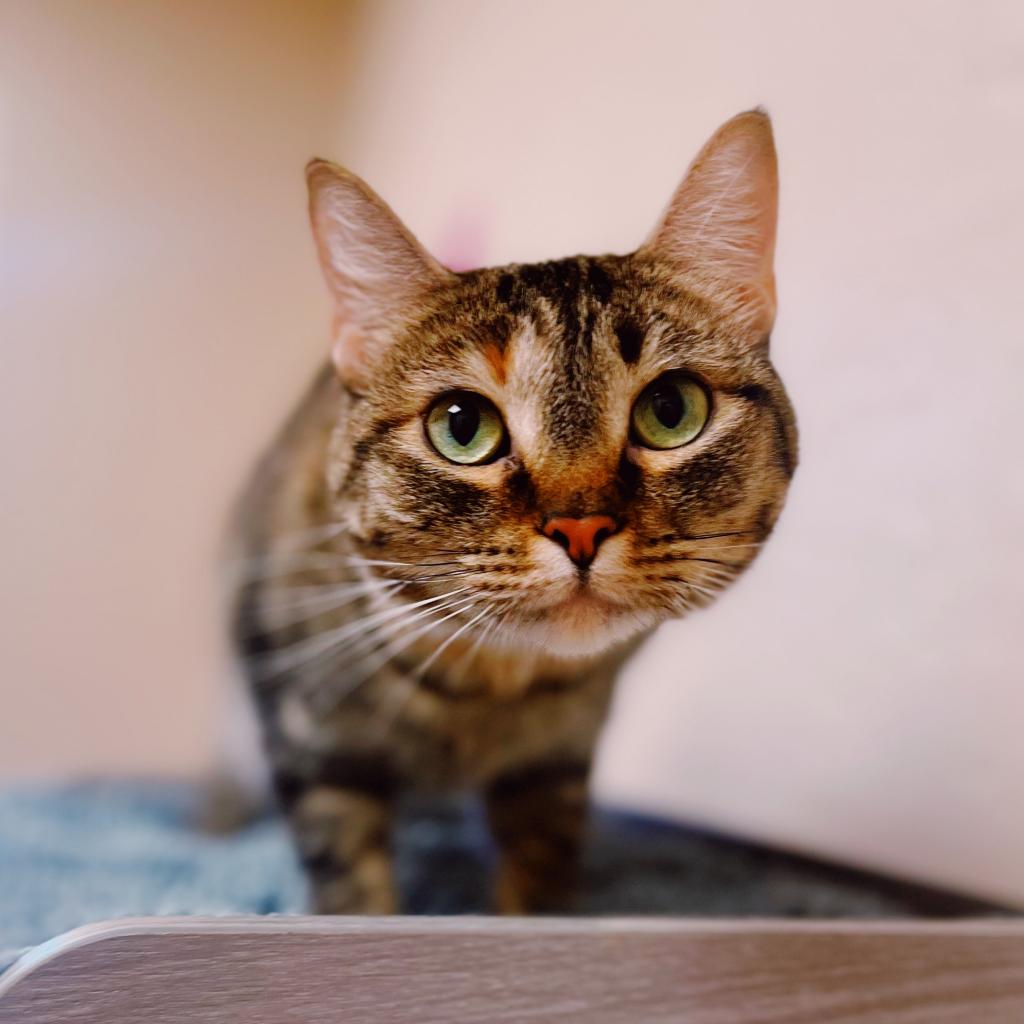 Jess: Female 44 Domestic Shorthair