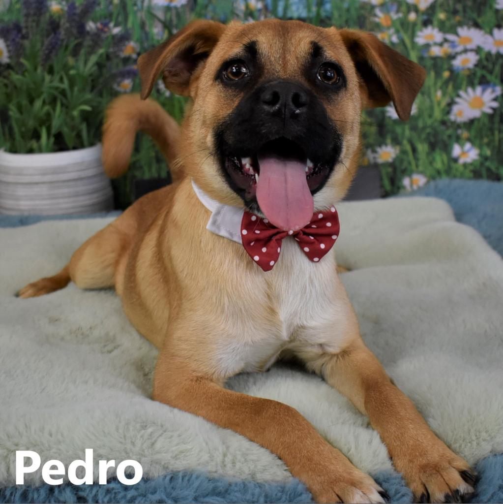 Pedro: Male 9 Chihuahua, Short Coat/Pug