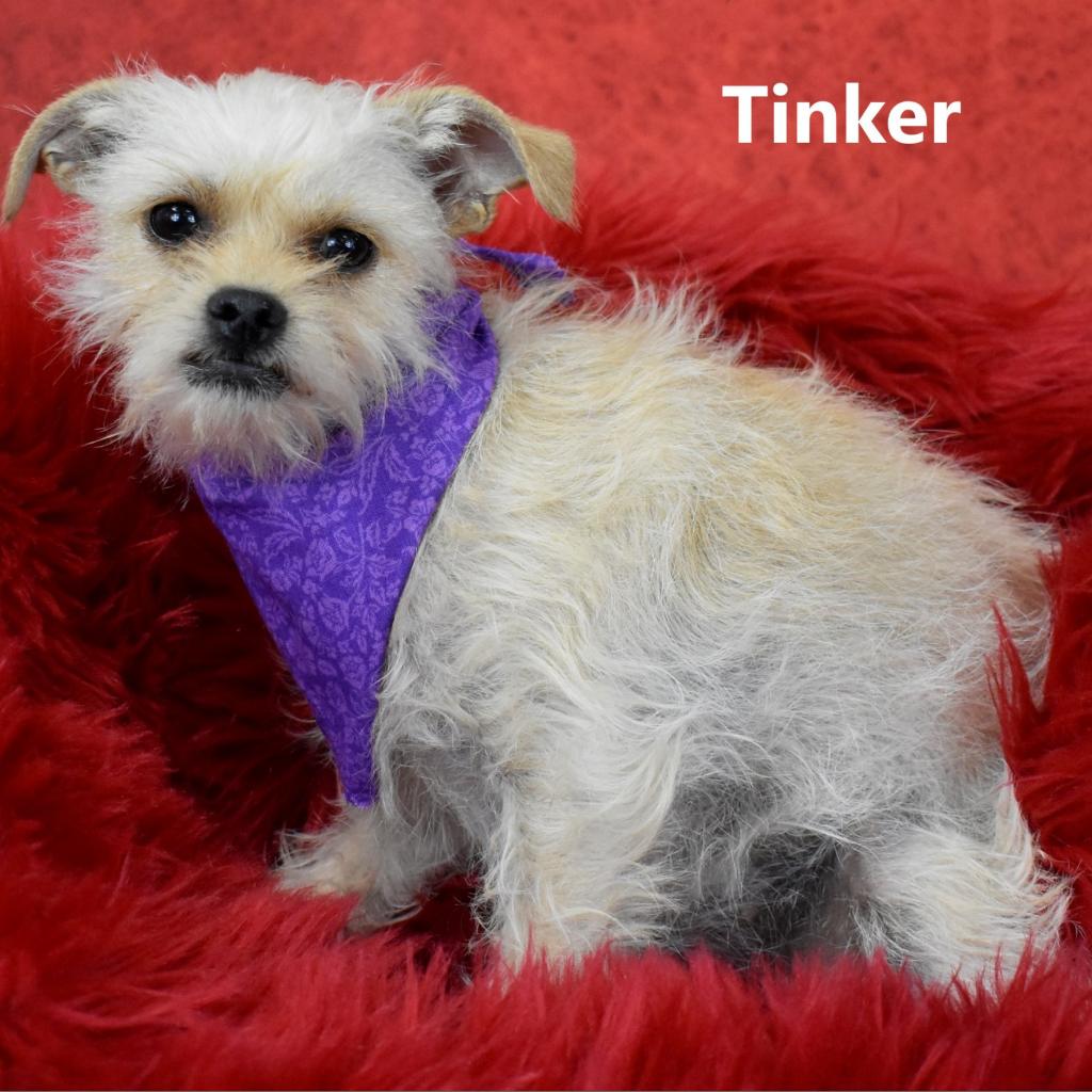Tinker: Female 8 Terrier/Chihuahua