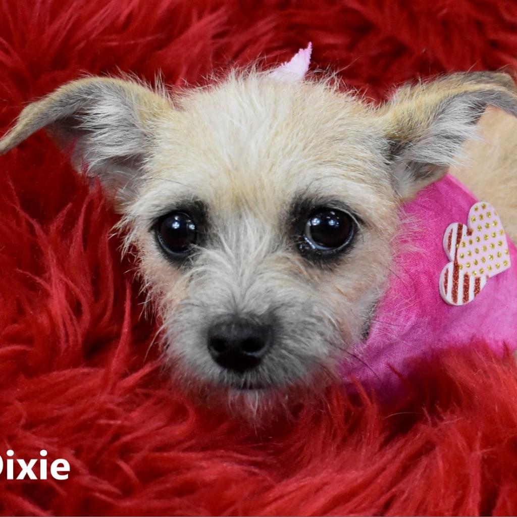 Dixie: Female 8 Terrier/Chihuahua