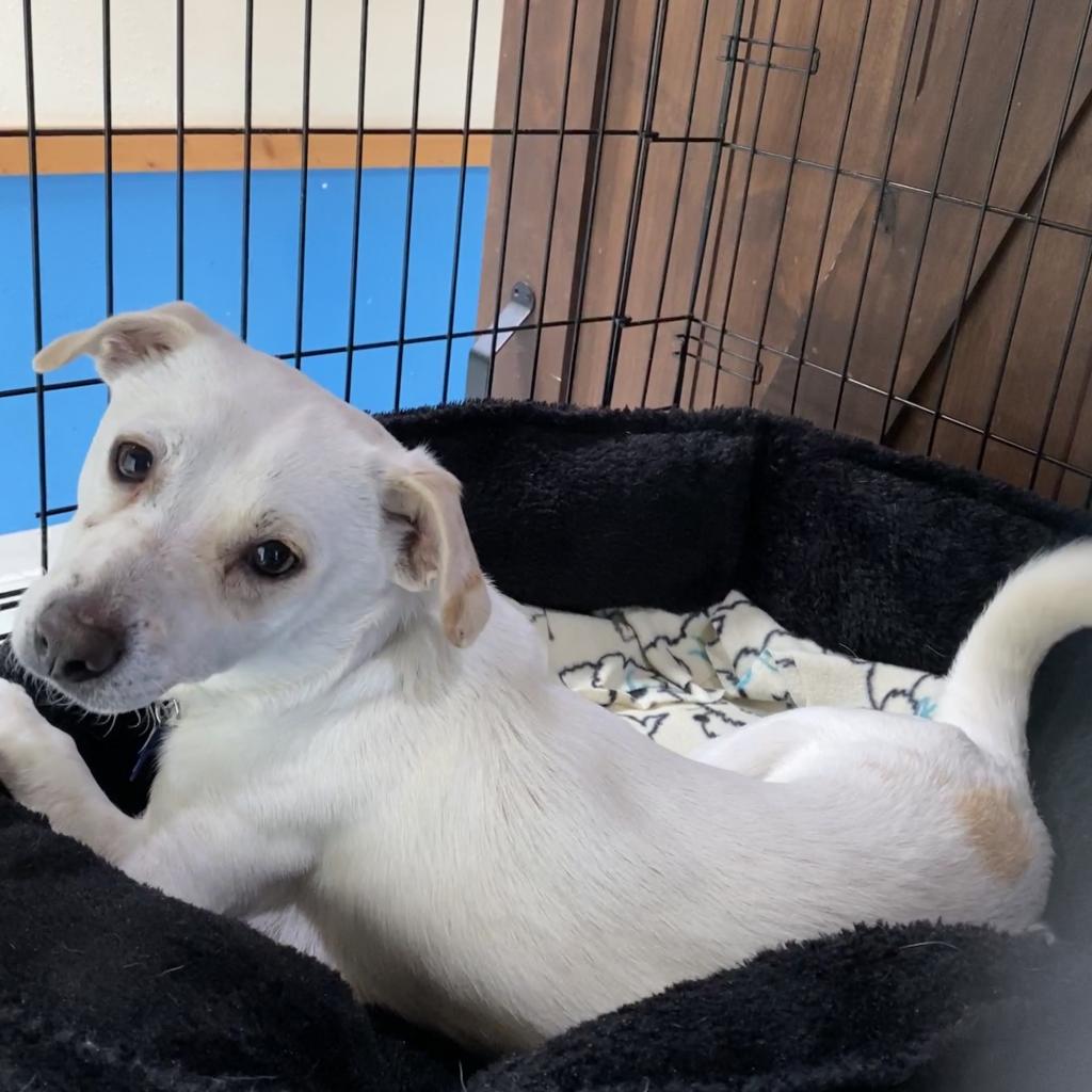 Adoptable Dogs | Priceless Pet Rescue Adoptable Dogs | Priceless Pet Rescue