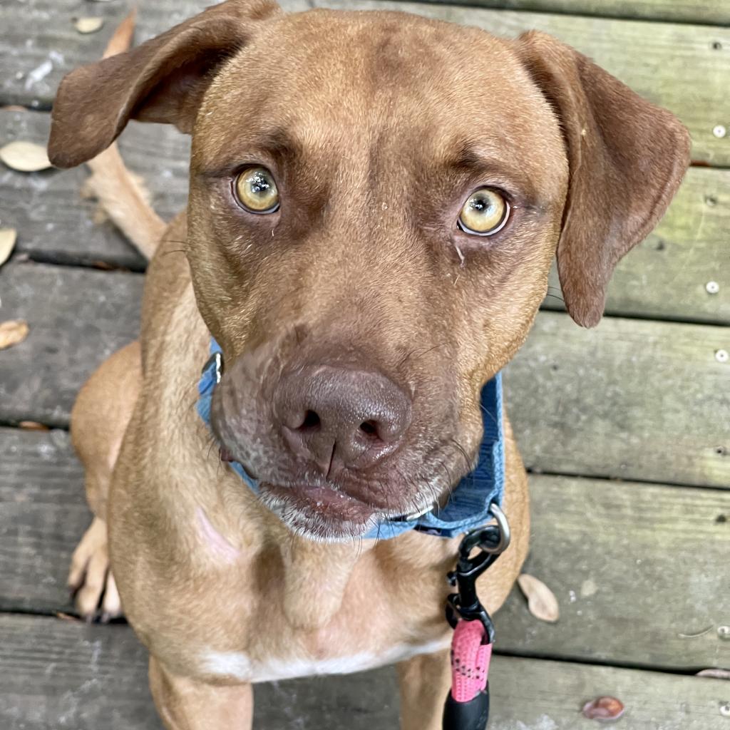 Adoptable dogs - Animal Welfare League of Charlotte County Adoptable dogs - Animal Welfare League of Charlotte County