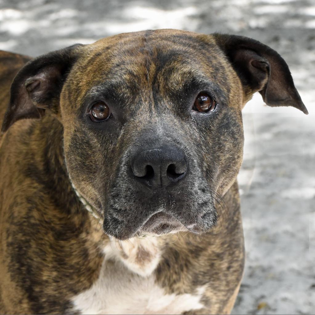 Adoptable dogs - Animal Welfare League of Charlotte County Adoptable dogs - Animal Welfare League of Charlotte County