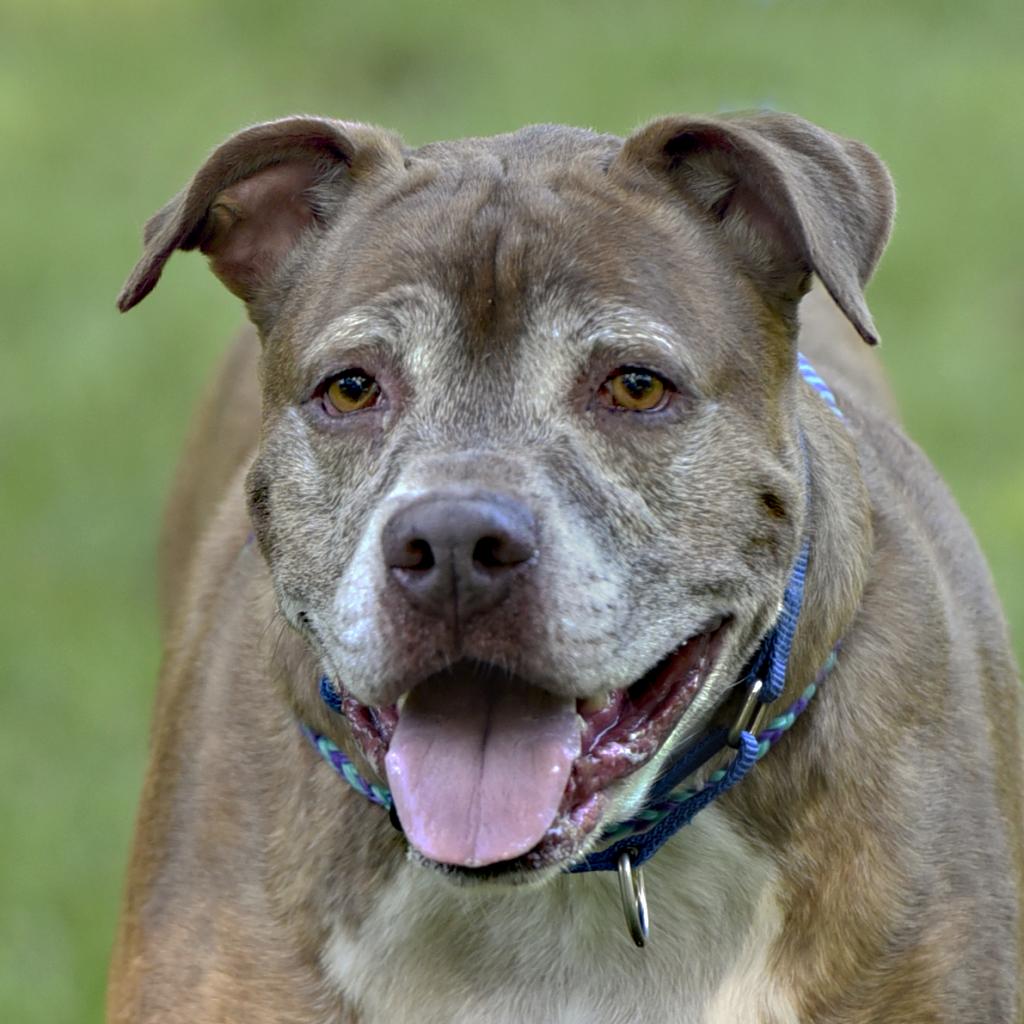 Adoptable dogs - Animal Welfare League of Charlotte County Adoptable dogs - Animal Welfare League of Charlotte County