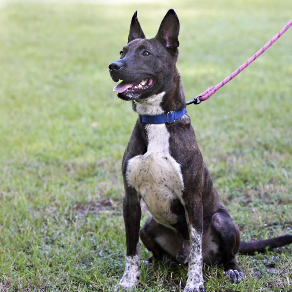 Adoptable dogs - Animal Welfare League of Charlotte County Adoptable dogs - Animal Welfare League of Charlotte County