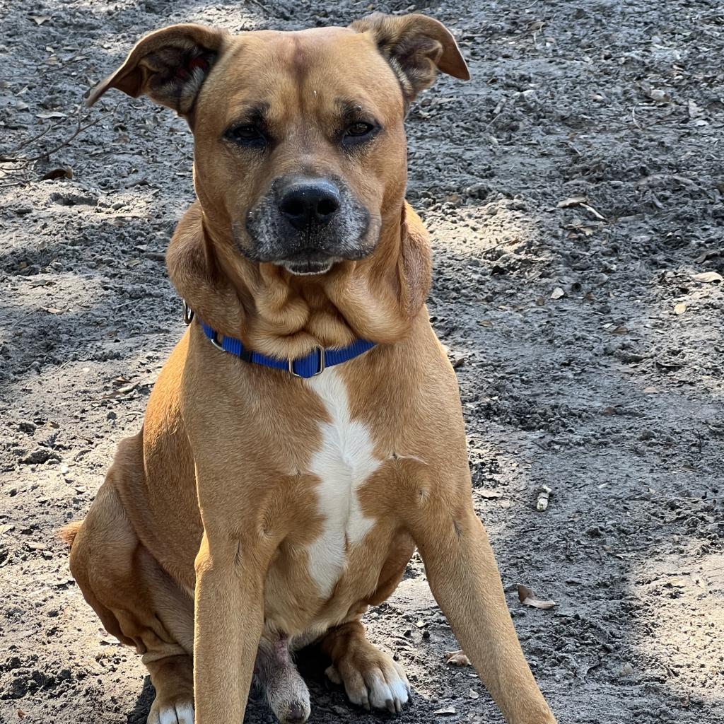 Adoptable dogs - Animal Welfare League of Charlotte County Adoptable dogs - Animal Welfare League of Charlotte County