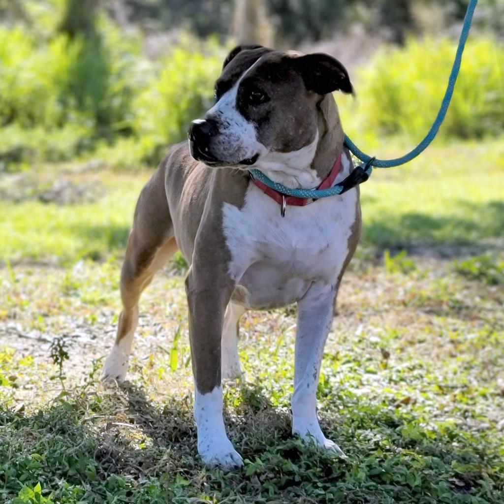 Adoptable dogs - Animal Welfare League of Charlotte County Adoptable dogs - Animal Welfare League of Charlotte County