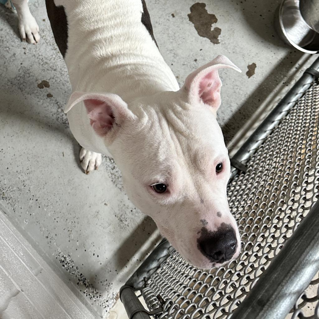 Adoptable dogs - Animal Welfare League of Charlotte County Adoptable dogs - Animal Welfare League of Charlotte County