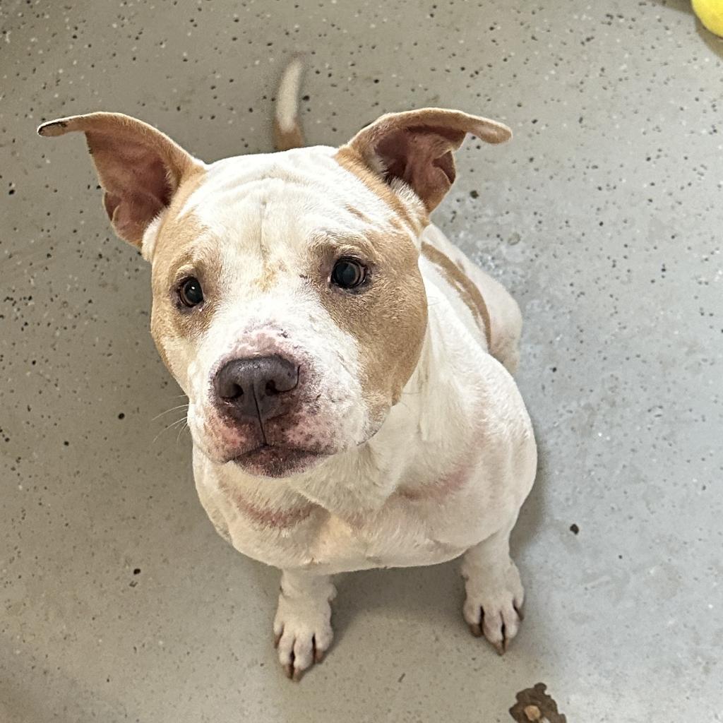 Adoptable dogs - Animal Welfare League of Charlotte County Adoptable dogs - Animal Welfare League of Charlotte County