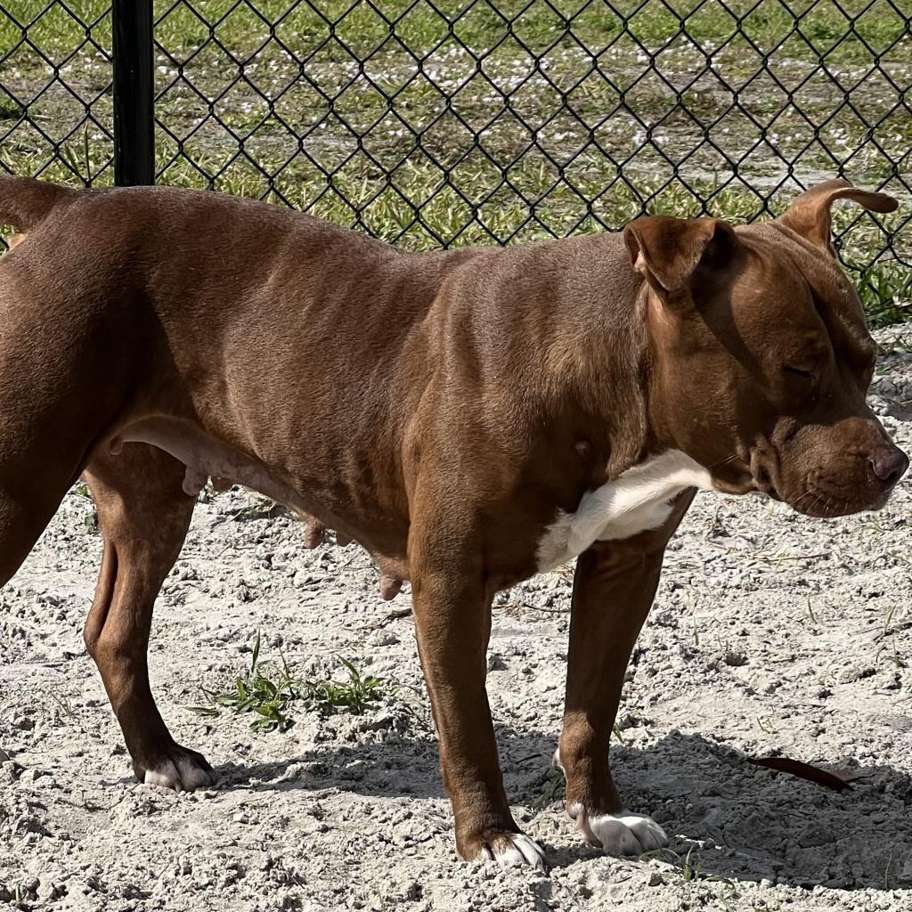 Adoptable dogs - Animal Welfare League of Charlotte County