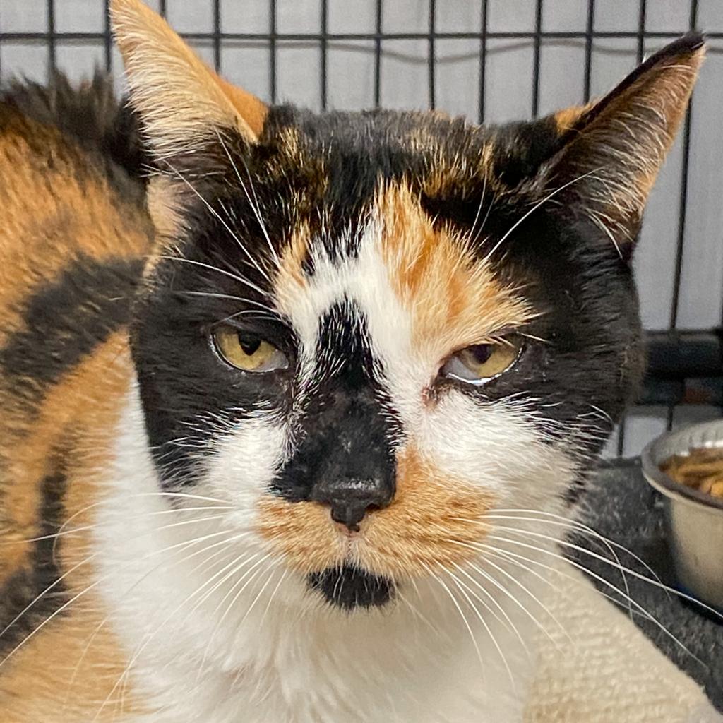 Patches is available for adoption at Animal Welfare League of Charlotte