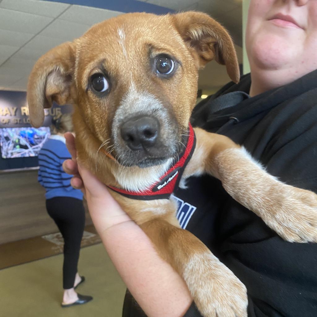Stray Rescue of St. Louis - View Adoptable Dogs Stray Rescue of St. Louis - View Adoptable Dogs