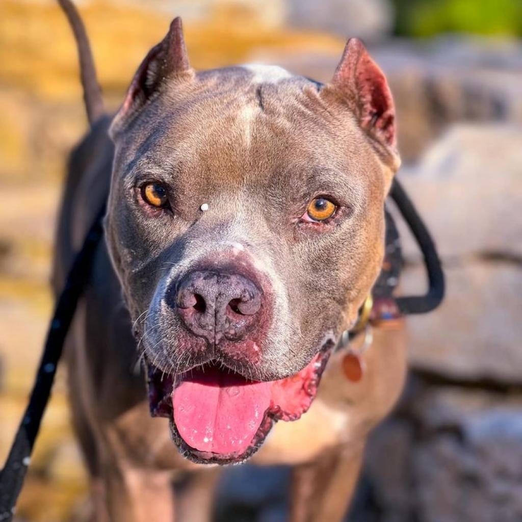 Stray Rescue of St. Louis - View Adoptable Dogs Stray Rescue of St. Louis - View Adoptable Dogs