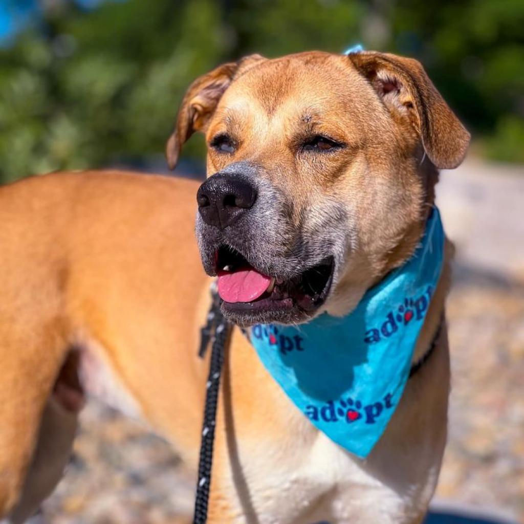 Stray Rescue of St. Louis - View Adoptable Dogs Stray Rescue of St. Louis - View Adoptable Dogs