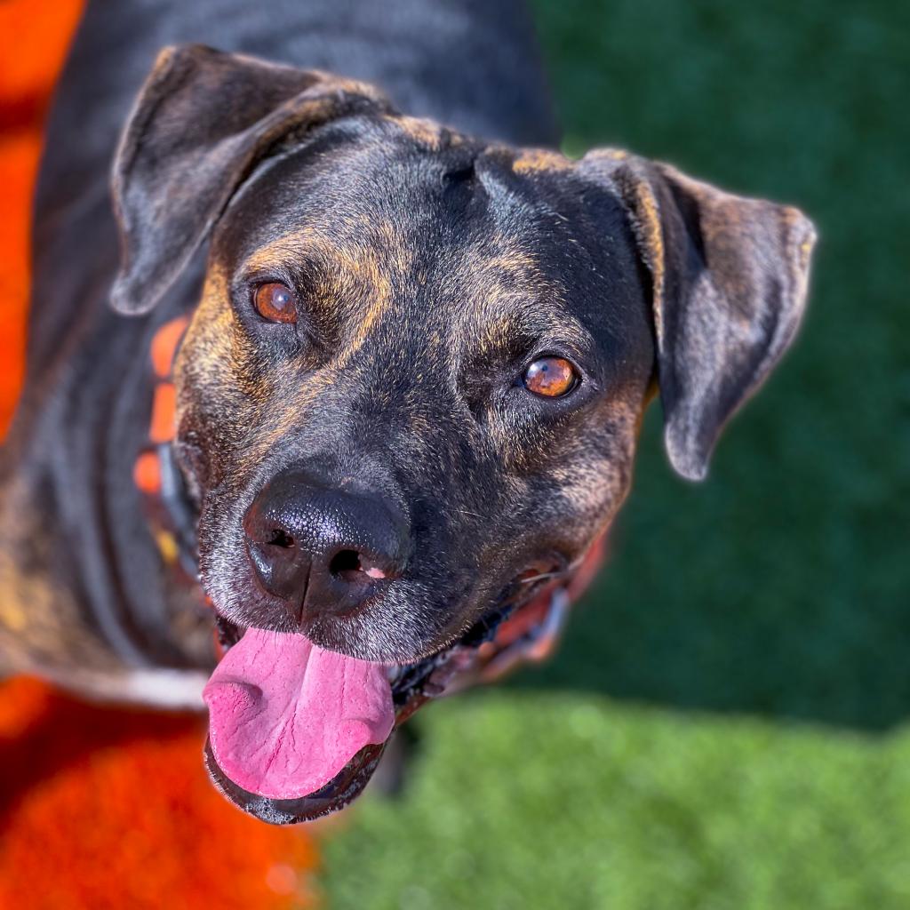 Stray Rescue of St. Louis - View Adoptable Dogs Stray Rescue of St. Louis - View Adoptable Dogs