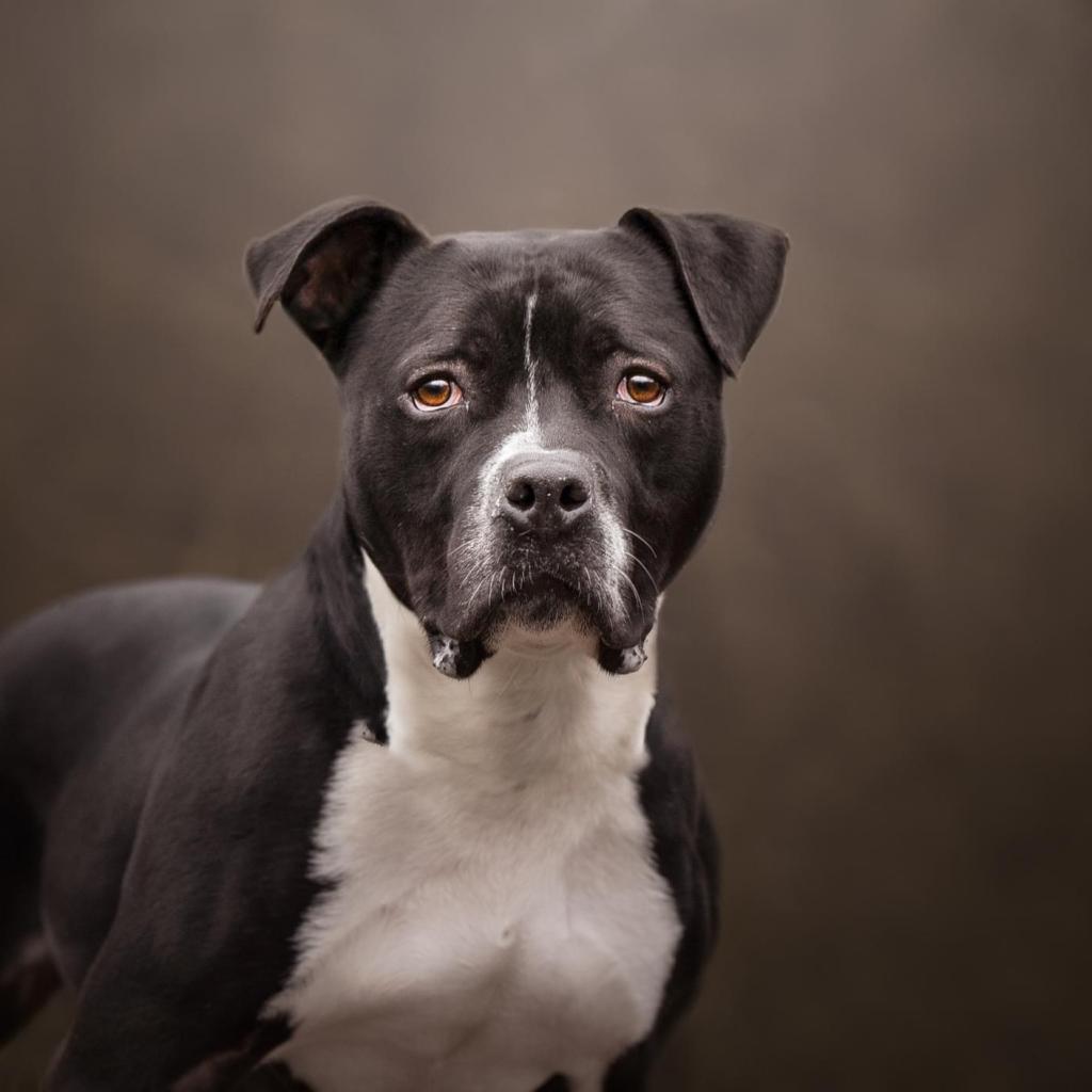 Stray Rescue of St. Louis - View Adoptable Dogs