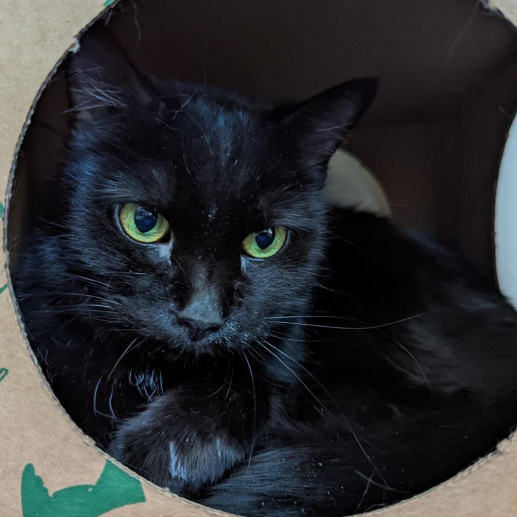 incline village humane society