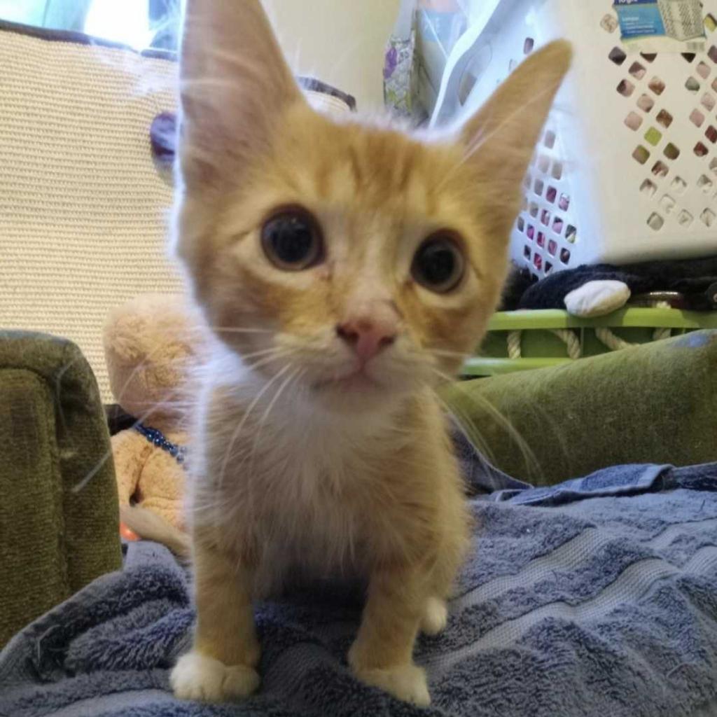 Adopt — Little Wanderers NYC Adopt — Little Wanderers NYC