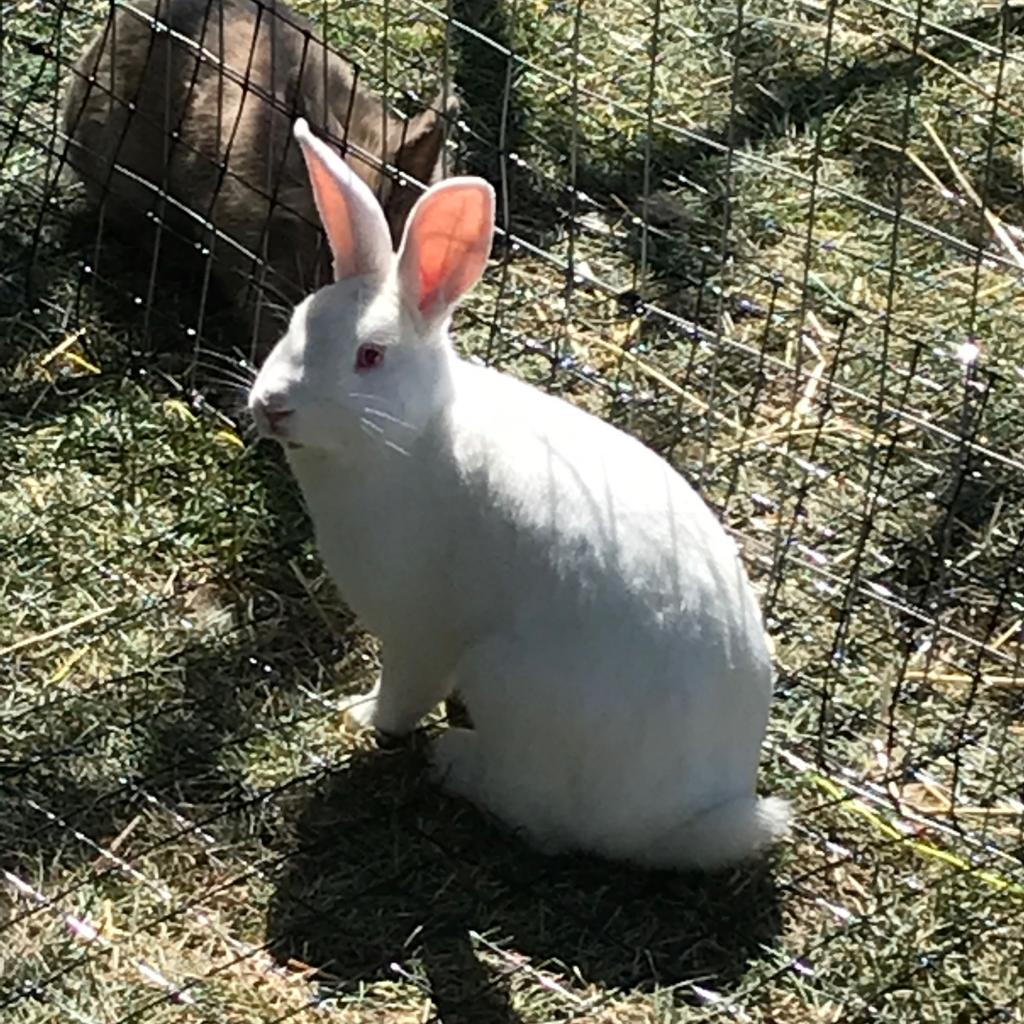 ShelterLuv Rabbit Adoption Form — Lake Lowell Animal Rescue ShelterLuv Rabbit Adoption Form — Lake Lowell Animal Rescue