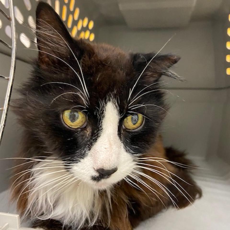 Photo of Sylvester 3