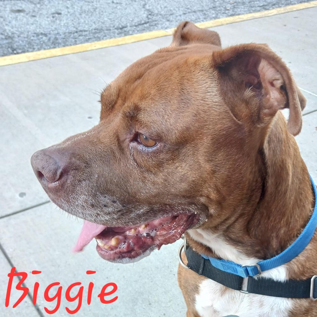 Photo of Biggie 4