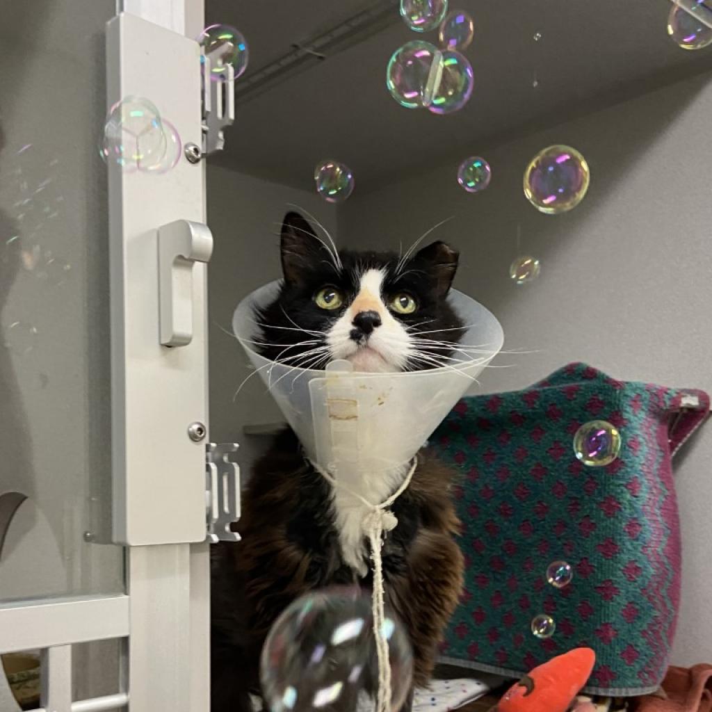 Photo of Sylvester 4