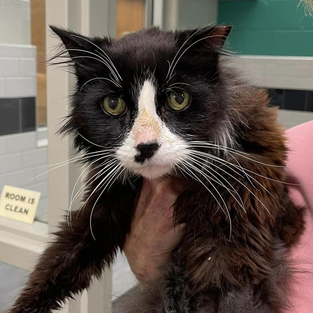 Photo of Sylvester 5