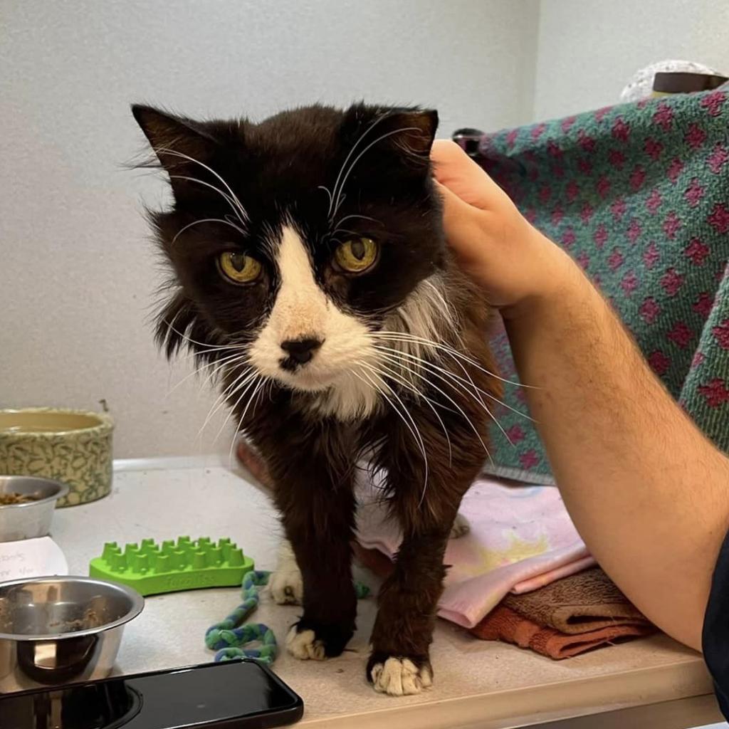 Photo of Sylvester 6