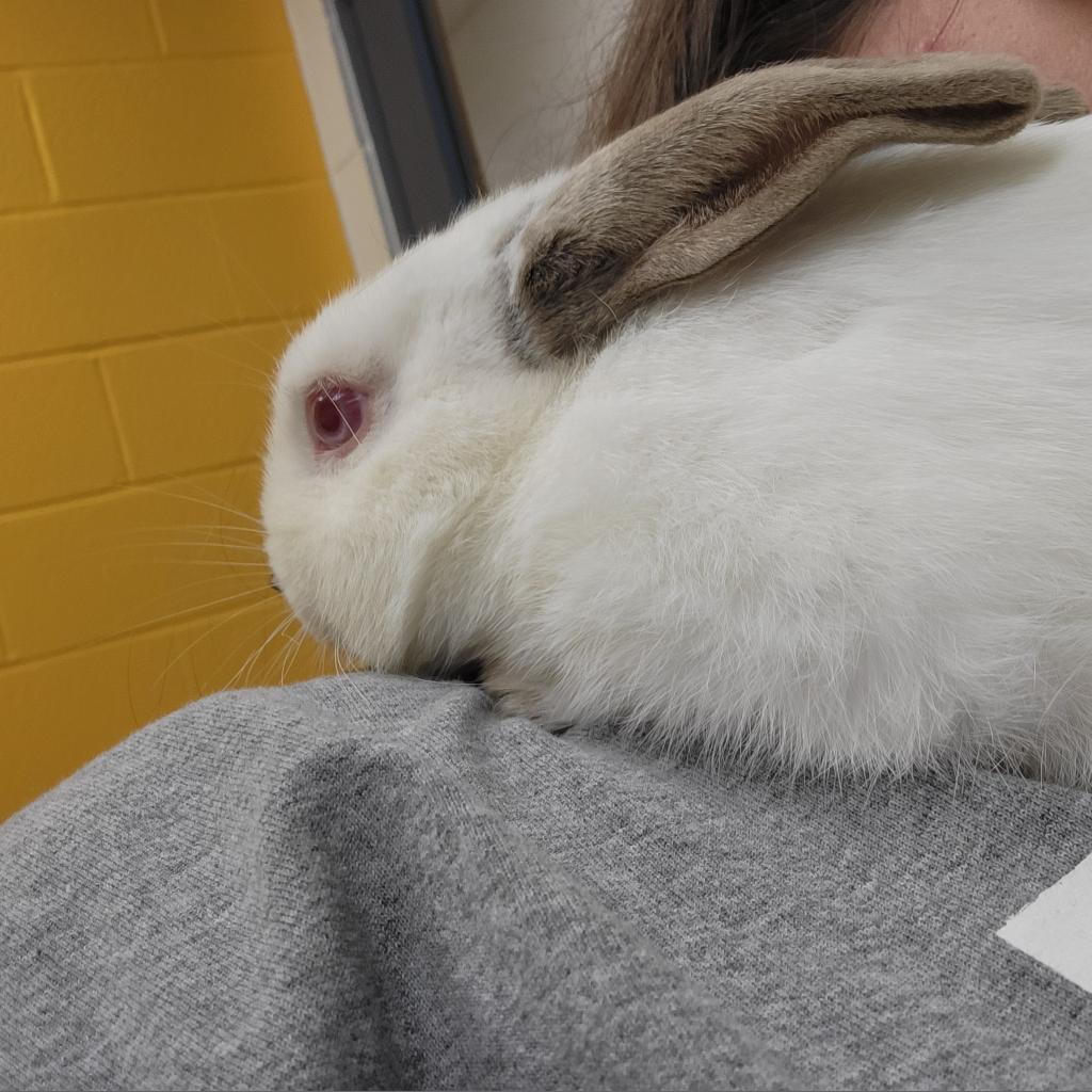 Photo of Flops 3