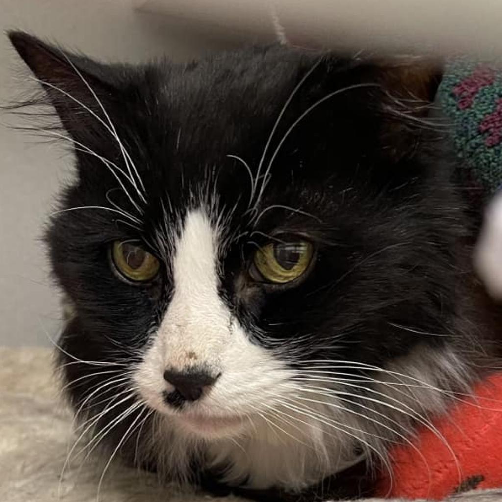 Photo of Sylvester 7